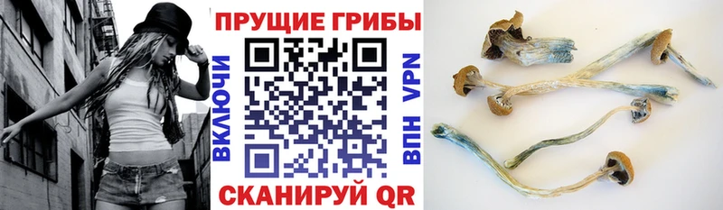 Купить закладки  Сурск  Псилоцибиновые грибы Cubensis 
